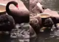 Emotional videos of animals again won hearts, popularity increased on social media