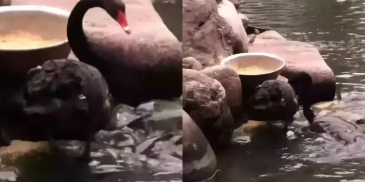 Emotional videos of animals again won hearts, popularity increased on social media