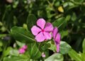 From menstruation to nose bleeding, evergreen leaves and flowers are very beneficial.
