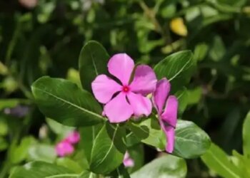From menstruation to nose bleeding, evergreen leaves and flowers are very beneficial.