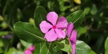From menstruation to nose bleeding, evergreen leaves and flowers are very beneficial.