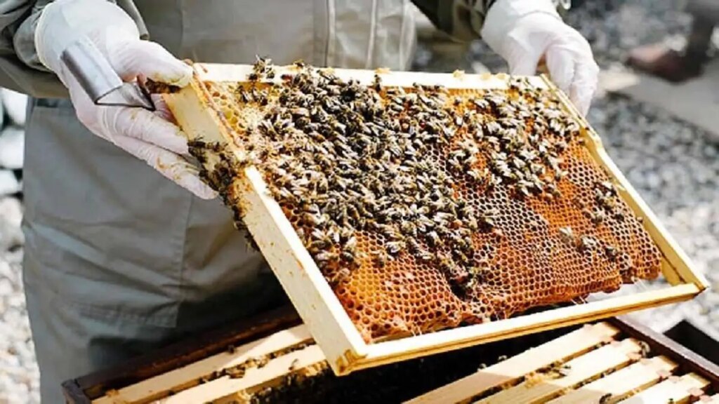 Golden opportunity for farmers! Adopt beekeeping along with farming, government is giving subsidy worth lakhs