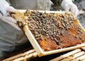 Golden opportunity for farmers! Adopt beekeeping along with farming, government is giving subsidy worth lakhs