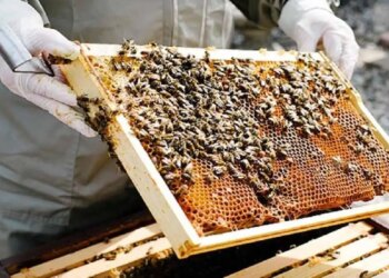 Golden opportunity for farmers! Adopt beekeeping along with farming, government is giving subsidy worth lakhs
