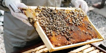 Golden opportunity for farmers! Adopt beekeeping along with farming, government is giving subsidy worth lakhs