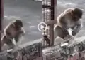 Hi-tech monkey attack in Vrindavan: iPhone snatched from devotee, video goes viral
