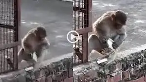Hi-tech monkey attack in Vrindavan: iPhone snatched from devotee, video goes viral