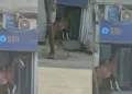 Horse did strange feat on ATM! Noise was created to open the gate, people after watching the video said - 'Is the cash finished?