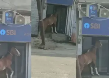 Horse did strange feat on ATM! Noise was created to open the gate, people after watching the video said - 'Is the cash finished?