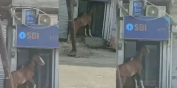 Horse did strange feat on ATM! Noise was created to open the gate, people after watching the video said - 'Is the cash finished?