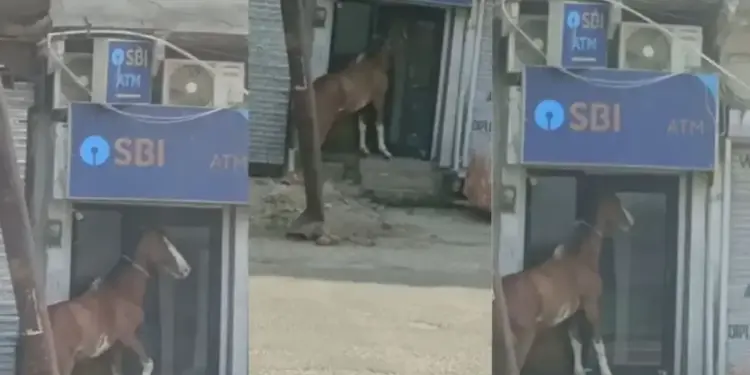 Horse did strange feat on ATM! Noise was created to open the gate, people after watching the video said - 'Is the cash finished?