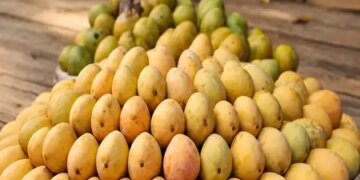How to easily identify whether mango found in the market is dangerous for health?