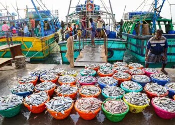 India's seafood exports exceed Rs 72,000 crore in FY26, demand for frozen prawns increases