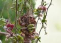 'Jungle Jalebi', which grows on trees rich in nutrients, boosts immunity and makes bones strong.