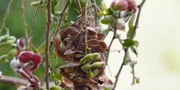 'Jungle Jalebi', which grows on trees rich in nutrients, boosts immunity and makes bones strong.