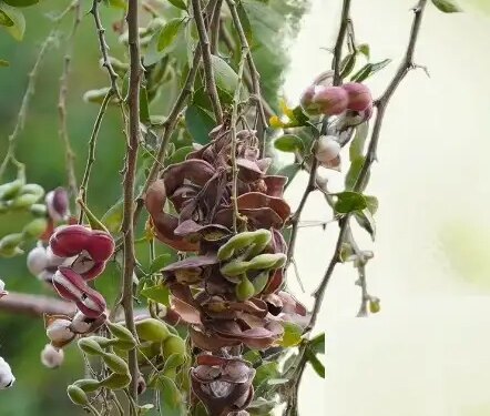 'Jungle Jalebi', which grows on trees rich in nutrients, boosts immunity and makes bones strong.