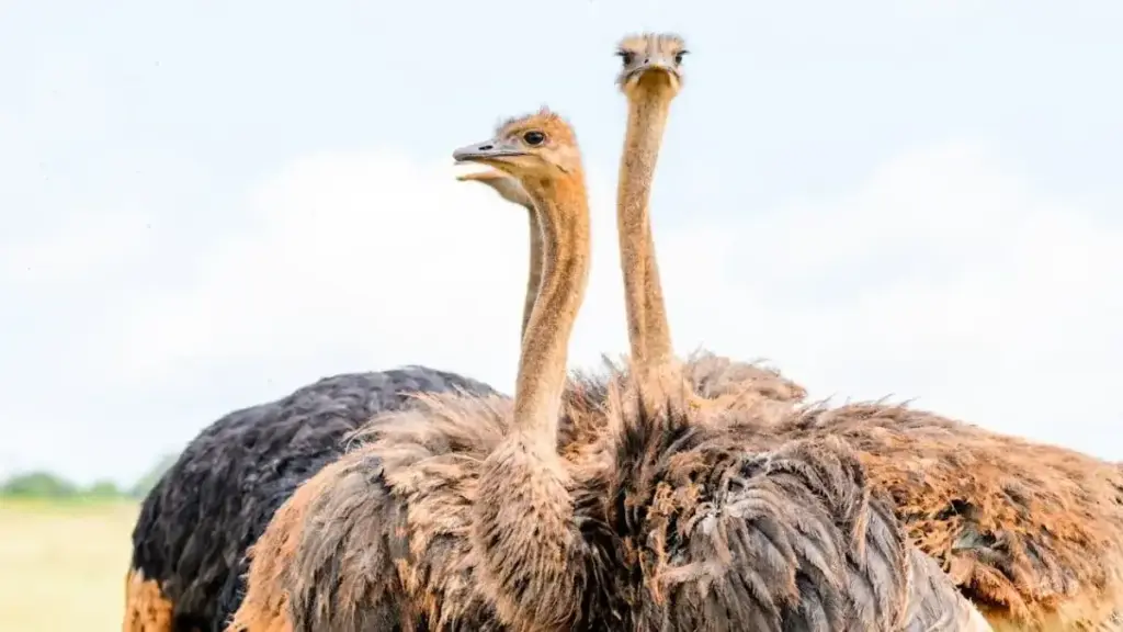 Ostrich's unique digestive system, even without teeth, it digests food with "stones".