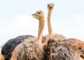 Ostrich's unique digestive system, even without teeth, it digests food with "stones".