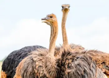 Ostrich's unique digestive system, even without teeth, it digests food with "stones".