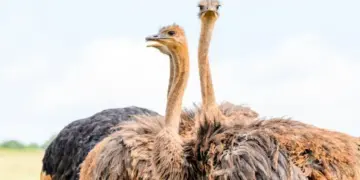 Ostrich's unique digestive system, even without teeth, it digests food with "stones".