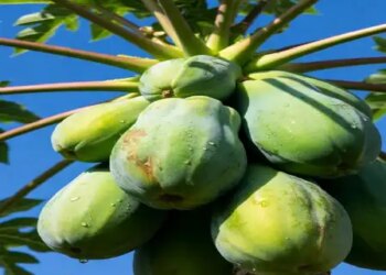 Raw papaya is effective in reducing swelling and toxins in the body, know the precautions related to its consumption.