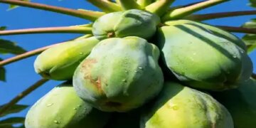 Raw papaya is effective in reducing swelling and toxins in the body, know the precautions related to its consumption.