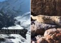 Search for 'ghost of mountains' at 15,000 feet height of Himalayas, exciting story of wildlife expedition goes viral