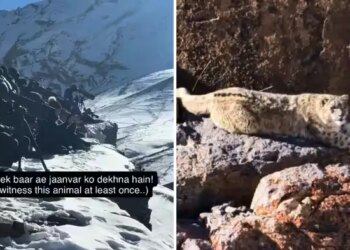 Search for 'ghost of mountains' at 15,000 feet height of Himalayas, exciting story of wildlife expedition goes viral