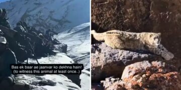 Search for 'ghost of mountains' at 15,000 feet height of Himalayas, exciting story of wildlife expedition goes viral