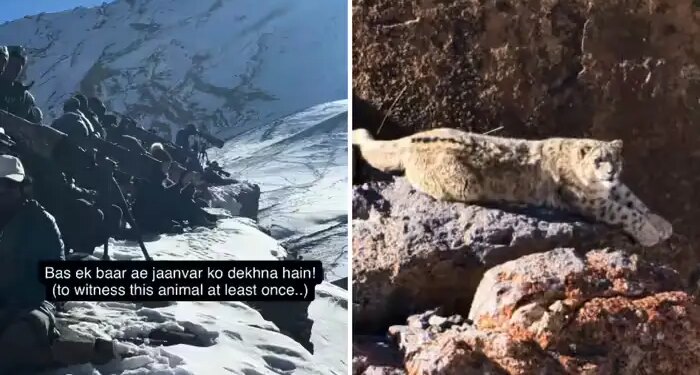 Search for 'ghost of mountains' at 15,000 feet height of Himalayas, exciting story of wildlife expedition goes viral