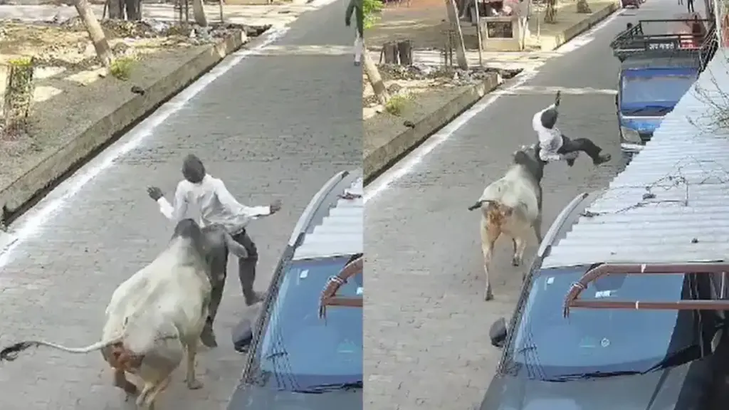 Stray cows wreak havoc in Kanpur, attack on young man captured in CCTV, video goes viral