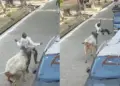 Stray cows wreak havoc in Kanpur, attack on young man captured in CCTV, video goes viral