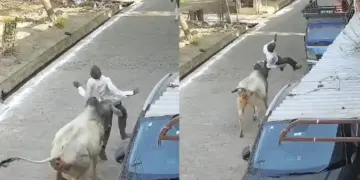 Stray cows wreak havoc in Kanpur, attack on young man captured in CCTV, video goes viral