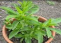 Sweet Basil: This plant is sweet not only in name but also in its properties, it will give countless benefits in summers.