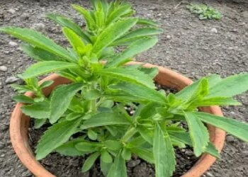 Sweet Basil: This plant is sweet not only in name but also in its properties, it will give countless benefits in summers.