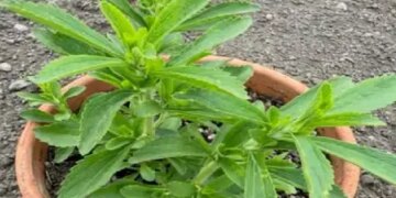 Sweet Basil: This plant is sweet not only in name but also in its properties, it will give countless benefits in summers.