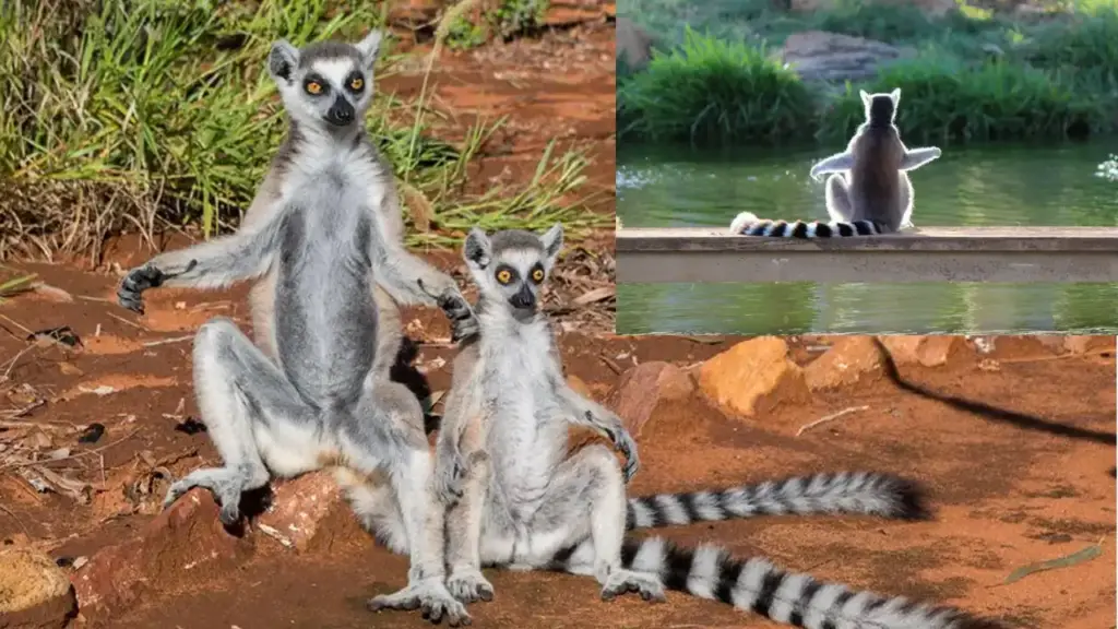 The creature called 'Shahrukh Khan of animals' went viral, its unique style attracted attention