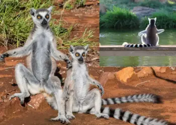 The creature called 'Shahrukh Khan of animals' went viral, its unique style attracted attention