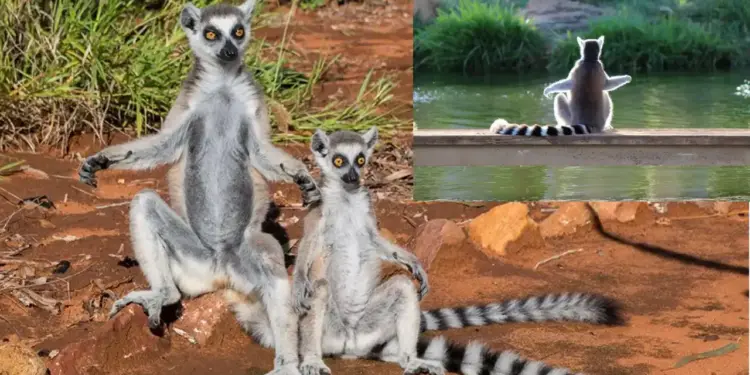 The creature called 'Shahrukh Khan of animals' went viral, its unique style attracted attention