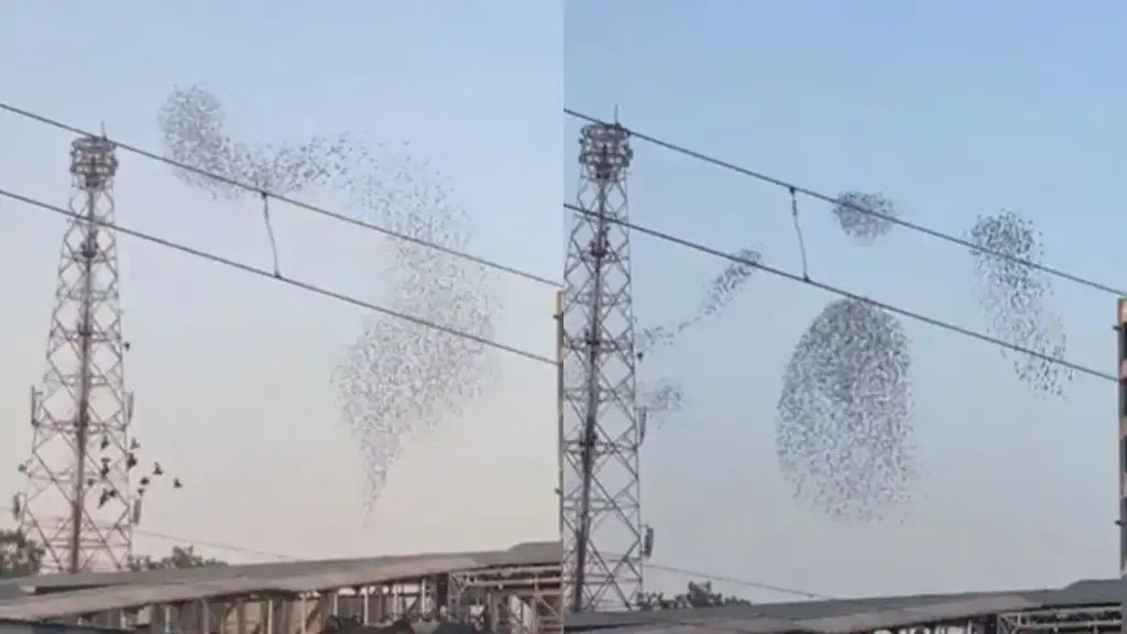 The fascinating scene of birds 'dancing' in the sky went viral, people said - magic of nature
