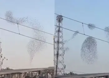The fascinating scene of birds 'dancing' in the sky went viral, people said - magic of nature
