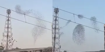 The fascinating scene of birds 'dancing' in the sky went viral, people said - magic of nature