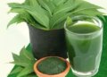 This bitterness is beneficial, Neem works like a 'protective shield' for the liver in times of diseases.