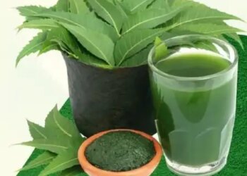This bitterness is beneficial, Neem works like a 'protective shield' for the liver in times of diseases.