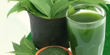 This bitterness is beneficial, Neem works like a 'protective shield' for the liver in times of diseases.
