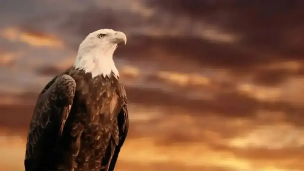 This is the most dangerous predator in the sky, flies at a speed of 320 km per hour