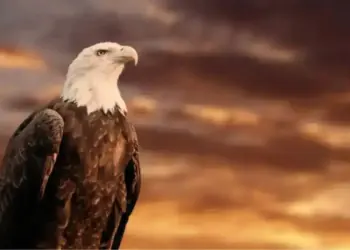 This is the most dangerous predator in the sky, flies at a speed of 320 km per hour