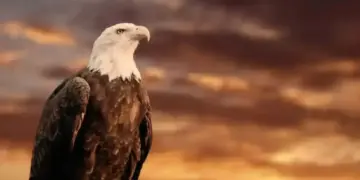 This is the most dangerous predator in the sky, flies at a speed of 320 km per hour