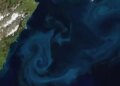 Unique play of colors in the sea, why 'phytoplankton' is important for climate