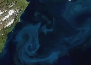 Unique play of colors in the sea, why 'phytoplankton' is important for climate